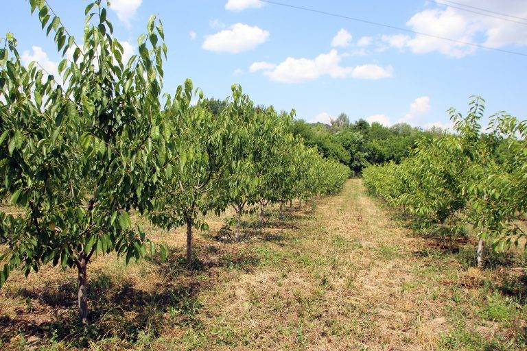 Треньор по тенис отглежда 42 дка с череши в Дебелец  и Елена