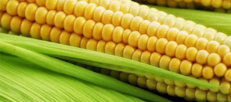 Общество | Ателие по плетене на царевична шума и плъсти в горнооряховския музей