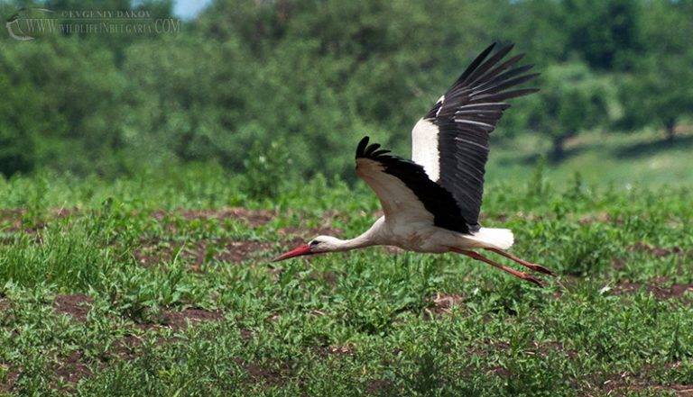 Общество | Еколози от РИОСВ спасиха  пострадали щъркел и кукувица