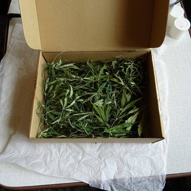 Крими | Оранжерия за отглеждане на наркотични вещества, канабис и хашиш иззеха свищовски полицаи