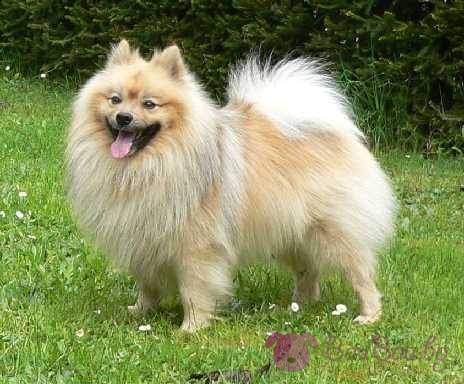 Крими | Разследват смъртта на домашно куче в еленско село