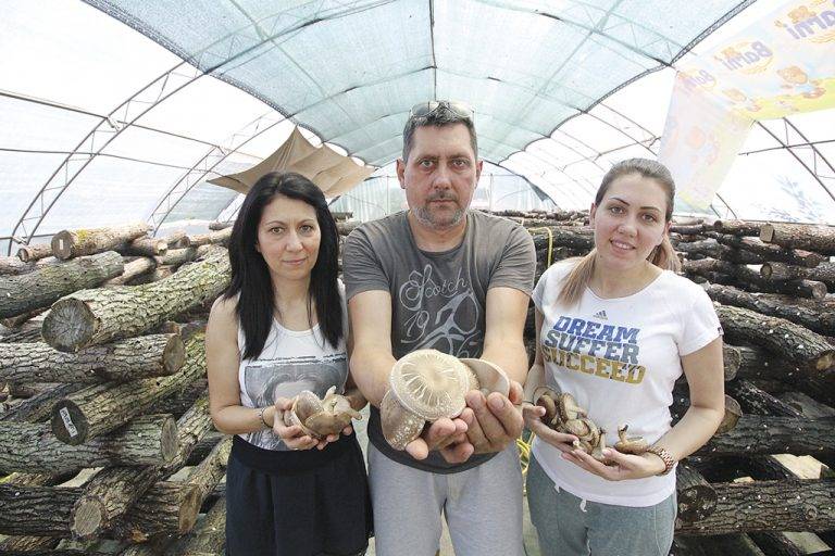 Горещи новини | В царството на семейство Димовски в Хотница растат “императорските” гъби шийтаке