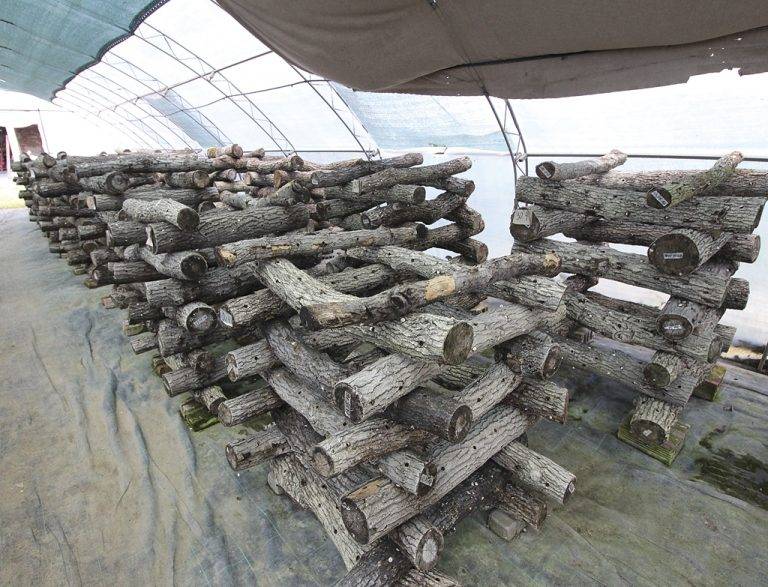 В царството на семейство Димовски в Хотница растат “императорските” гъби шийтаке