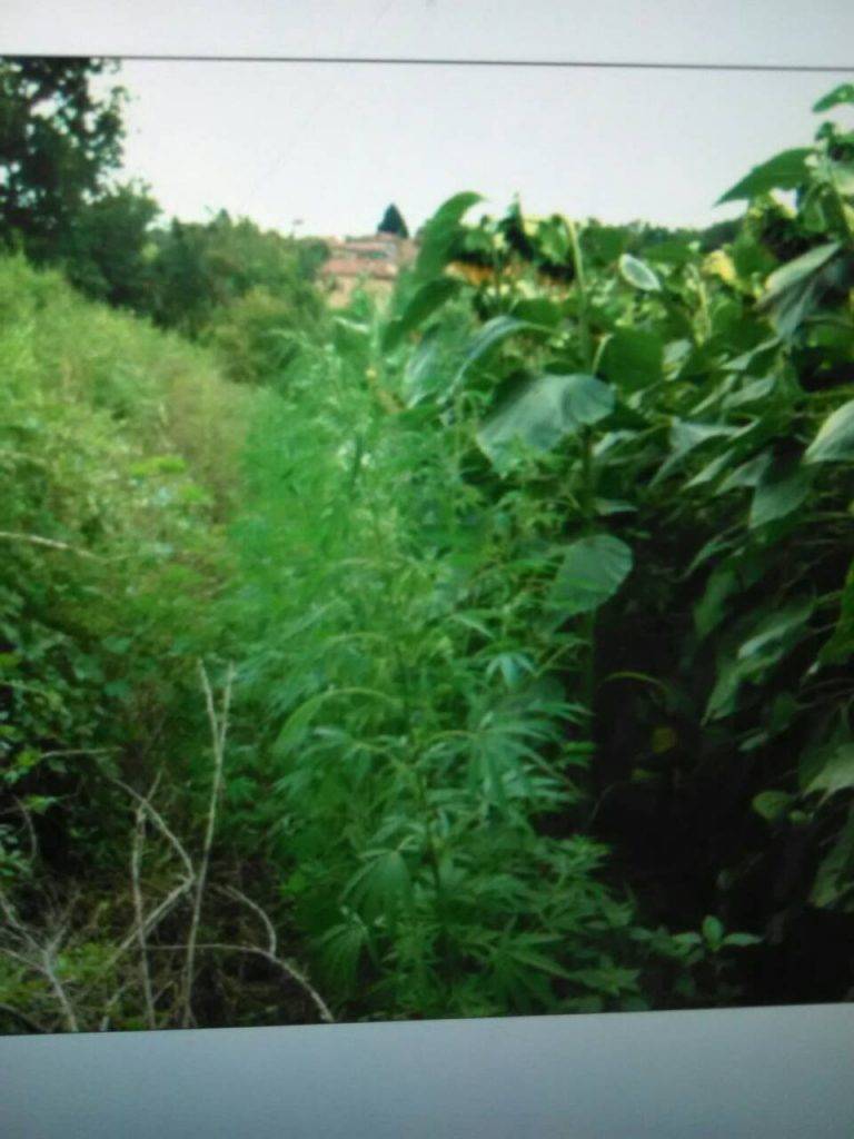 Крими | 30 кг канабис откриха в къща в Страхилово