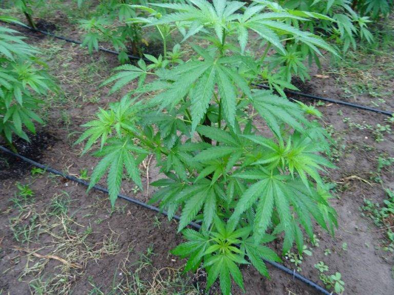 Иззеха над 33 кг. канабис от имот в Бяла черква