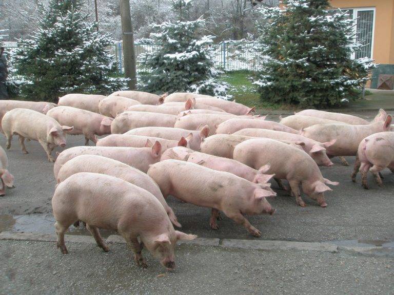 Павликени | За 1,5 млн. лв. продават култовия  свинекомплекс в Стамболово