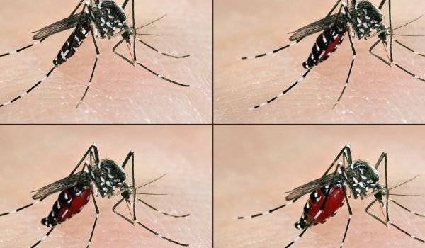 Горещи новини | Напаст от тигрови комари