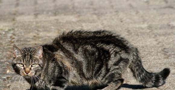 Крими | Издирват кой е стрелял по домашна котка