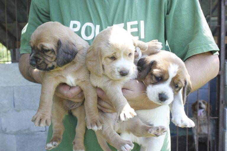 Стефан Михайлов –  повелителят на кучетата