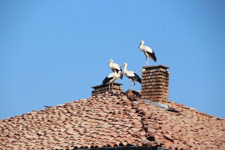 Общество | Еколози спасиха  12 бедстващи птици