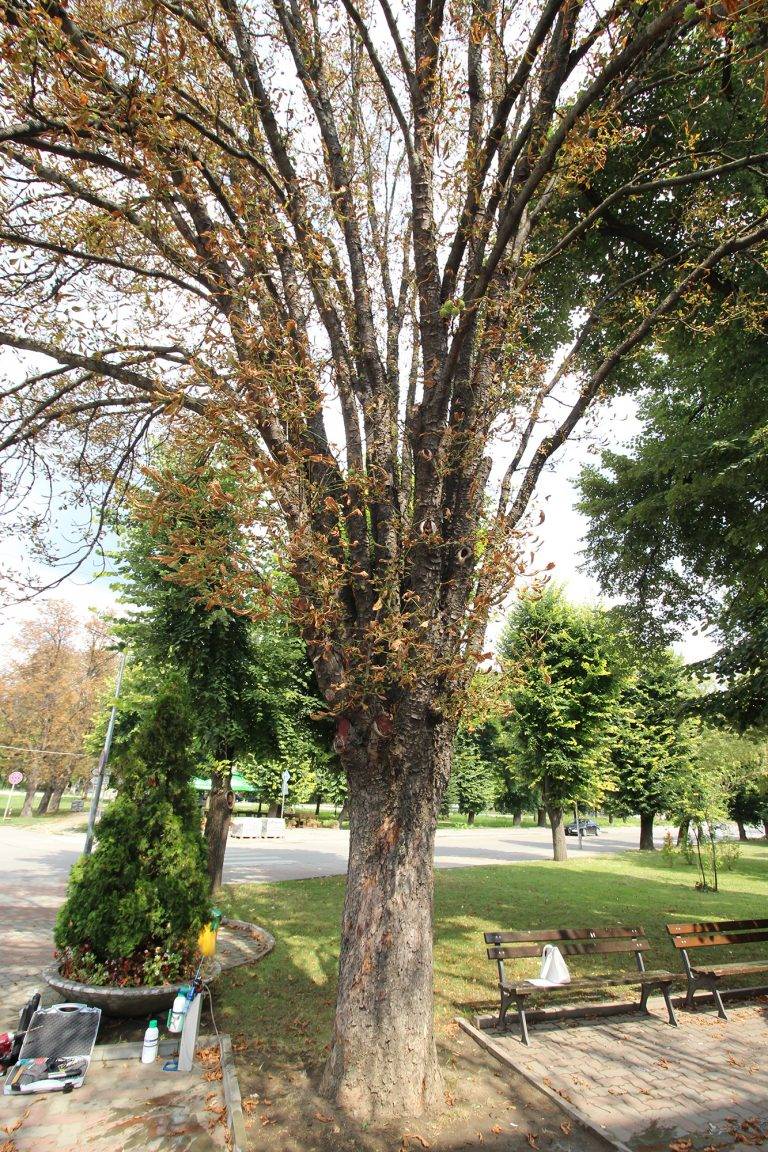 С иновативен за Европа метод спасяват болни кестени в Павликени