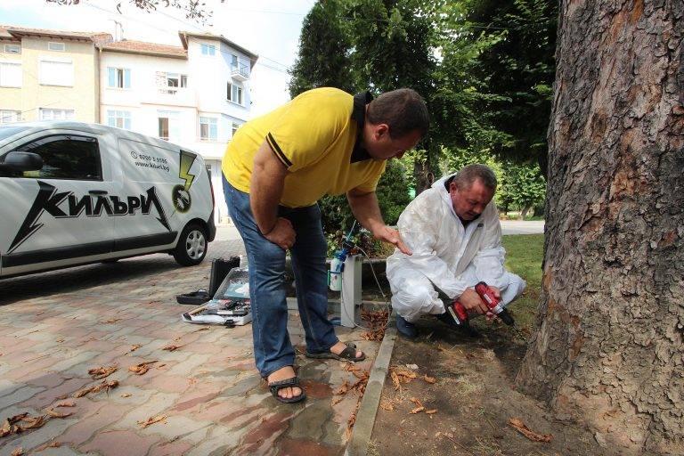 Горещи новини | С иновативен за Европа метод спасяват болни кестени в Павликени