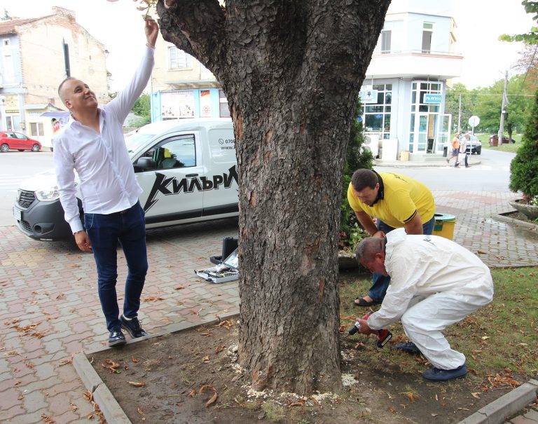 С иновативен за Европа метод спасяват болни кестени в Павликени