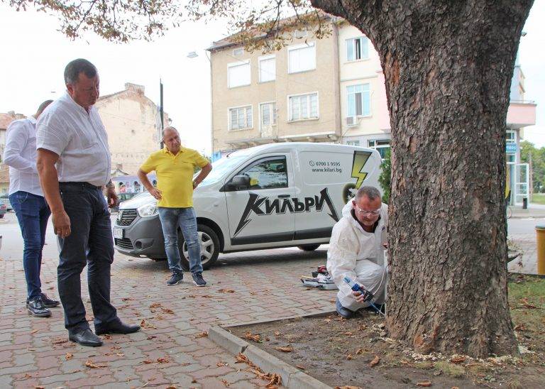 С иновативен за Европа метод спасяват болни кестени в Павликени