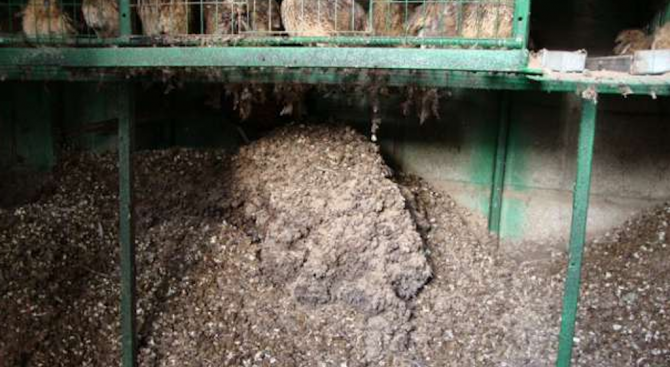 Горещи новини | Миризма от птича тор тормози две села