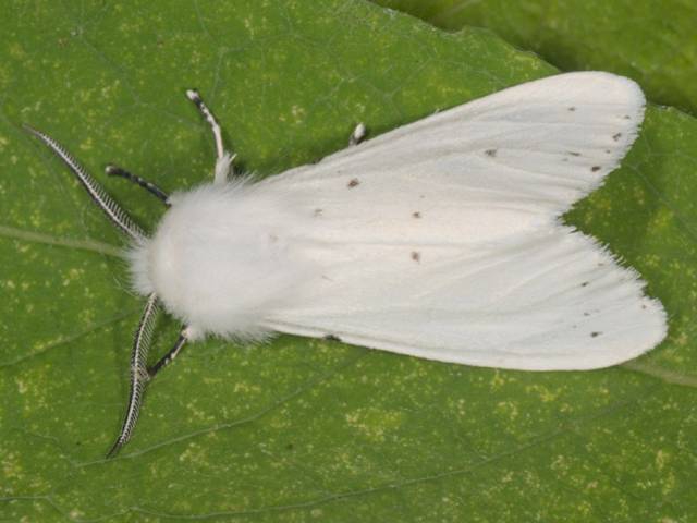 Общество | Бяла американска пеперуда нападна овошки, китайски молец унищожава чемширите