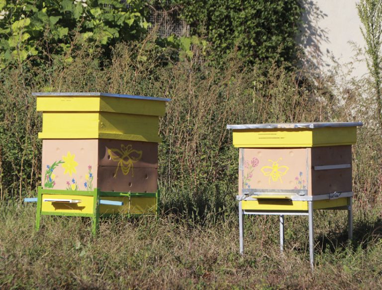 Крими | Огнеборци спасиха пчелин в Павликени