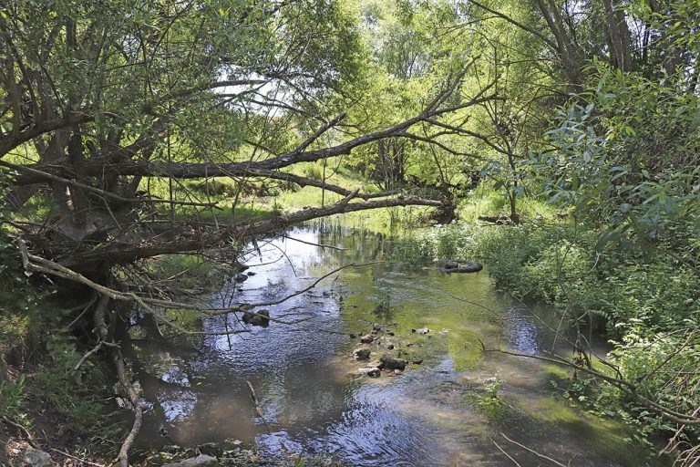 Млади семейства  преоткриват Ново село