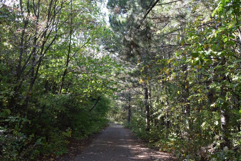 Горна Оряховица | Собствениците на имоти към хижа „Божур“  сами ще чистят района от паднали дървета