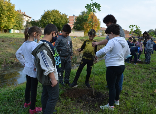 Павликени | 140 дръвчета засадиха ученици в Павликени