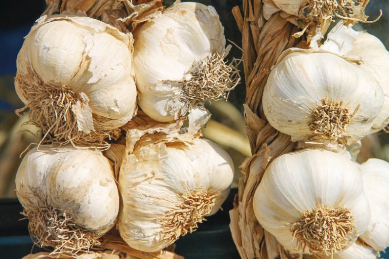 Силната имунна система – ключ към доброто здраве