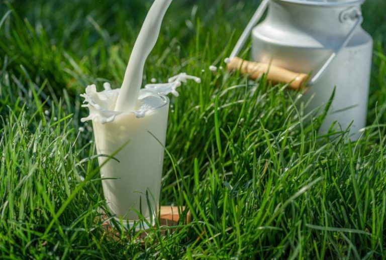 Здраве | 5 ползи от коластрата като хранителна добавка