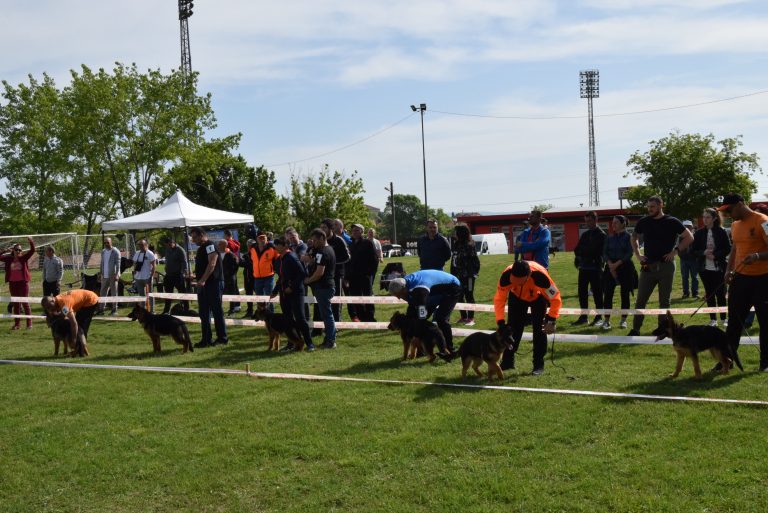 Горна Оряховица | Г. Оряховица бе домакин на  изложба на немски овчарки