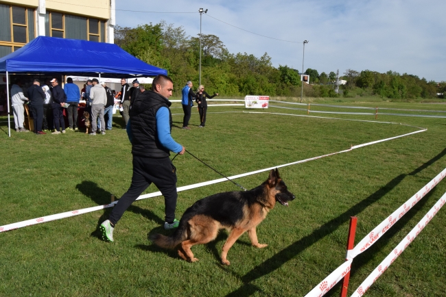 Горна Оряховица | В Горна Оряховица се проведе специализирана изложба на Немски овчарски кучета