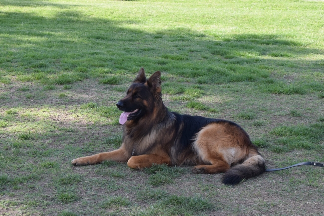 В Горна Оряховица се проведе специализирана изложба на Немски овчарски кучета