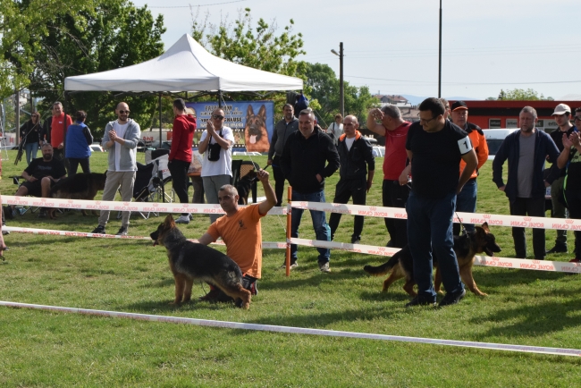 В Горна Оряховица се проведе специализирана изложба на Немски овчарски кучета