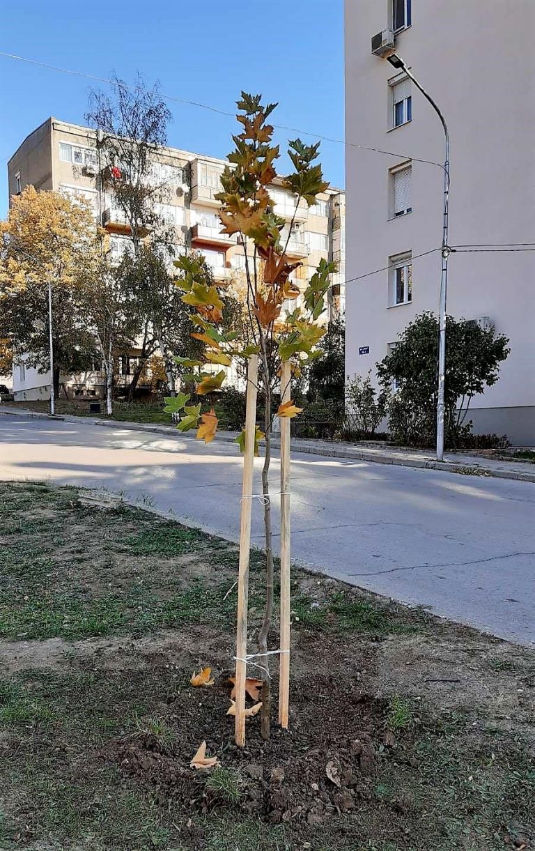 Общество | 900 дървета и 50 000 цветя са засадени  във В. Търново от началото на годината