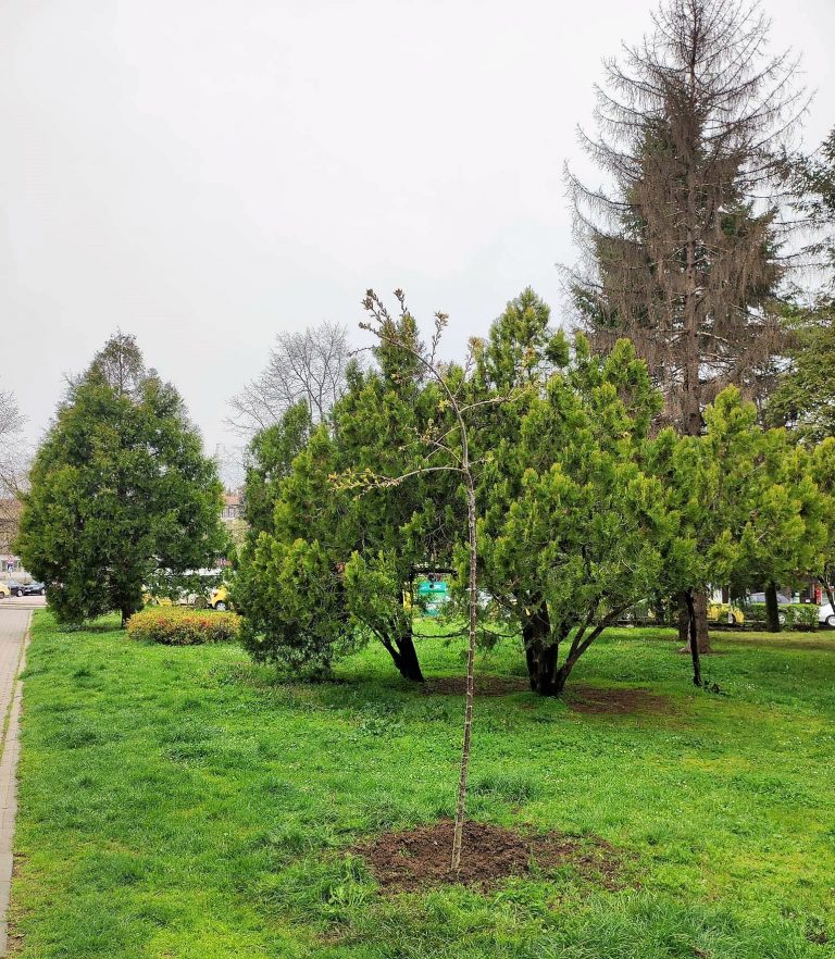 200 нови дръвчета са засадени в обществените пространства във В. Търново за месец