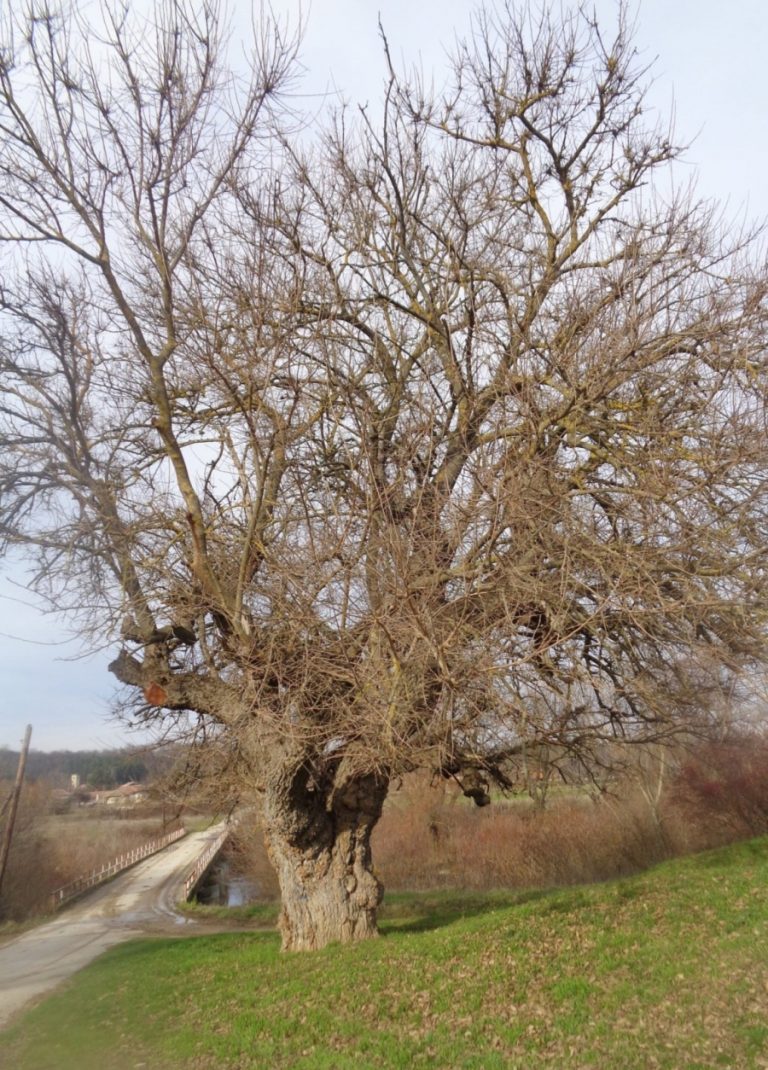 Общество | Обявиха вековна черница за защитено дърво