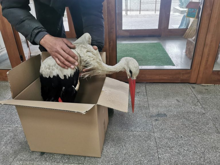 Общество | Спасиха измръзнал щъркел