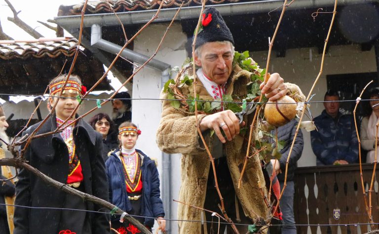 Кметът Панов заряза лозите в Килифарево