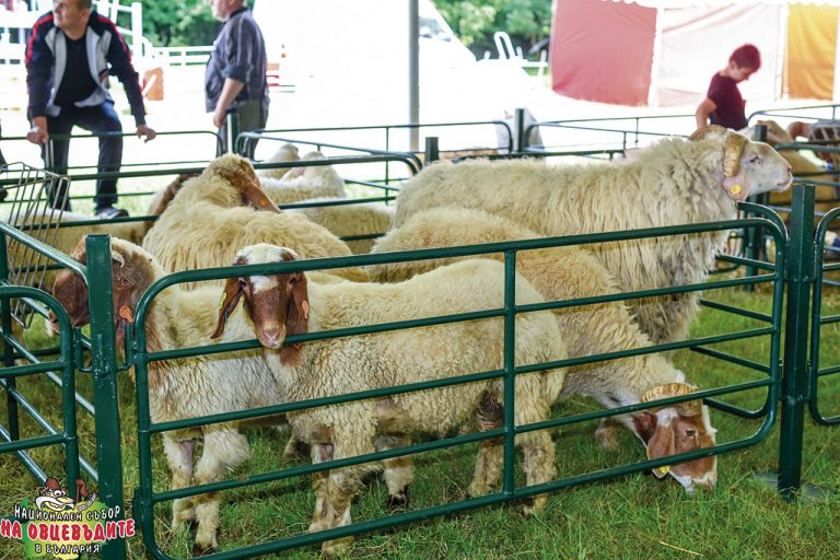 Горещи новини | Съборът на овцевъдите отново ще  събере хиляди българи в края на май
