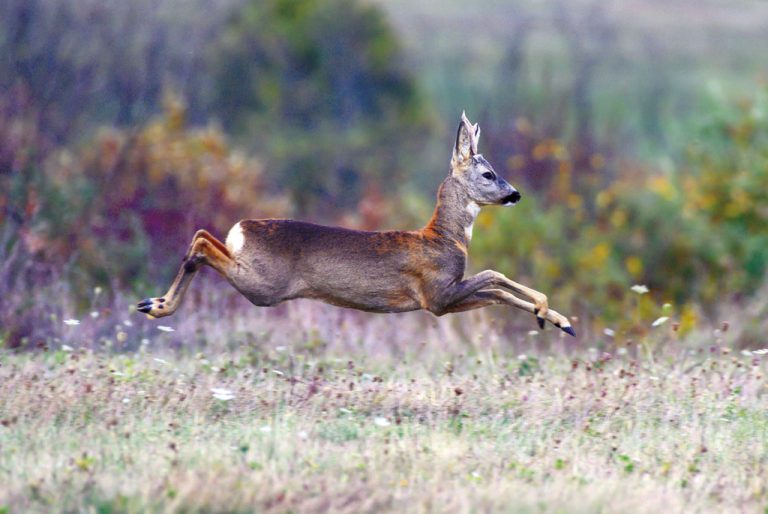Снимането на диви животни е голямата  страст на финансовия контрольор на НВУ