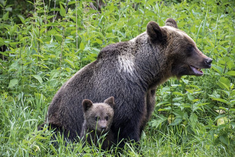 Снимането на диви животни е голямата  страст на финансовия контрольор на НВУ