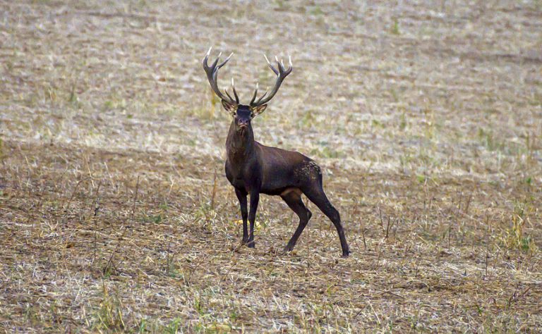 Снимането на диви животни е голямата  страст на финансовия контрольор на НВУ