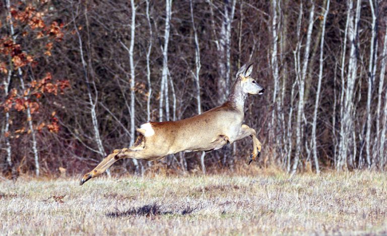 Снимането на диви животни е голямата  страст на финансовия контрольор на НВУ