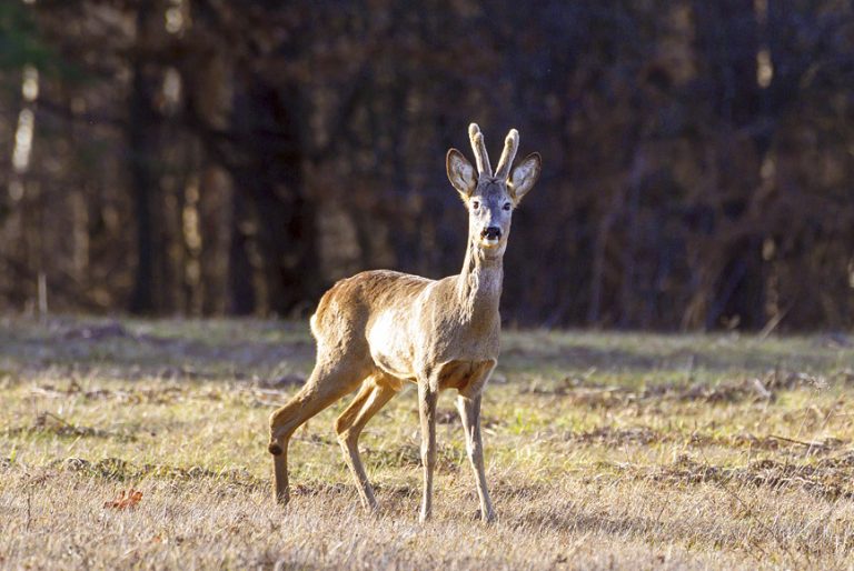 Снимането на диви животни е голямата  страст на финансовия контрольор на НВУ