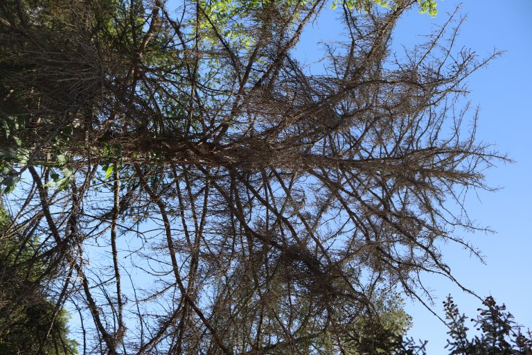 Съхнат 145 дка борове в местността Дълга лъка