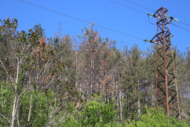 Съхнат 145 дка борове в местността Дълга лъка
