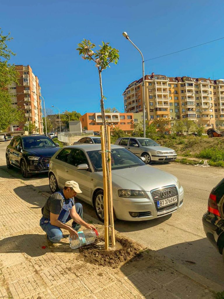 Общество | По-редки и интересни видове дръвчета ще красят великотърновските улици