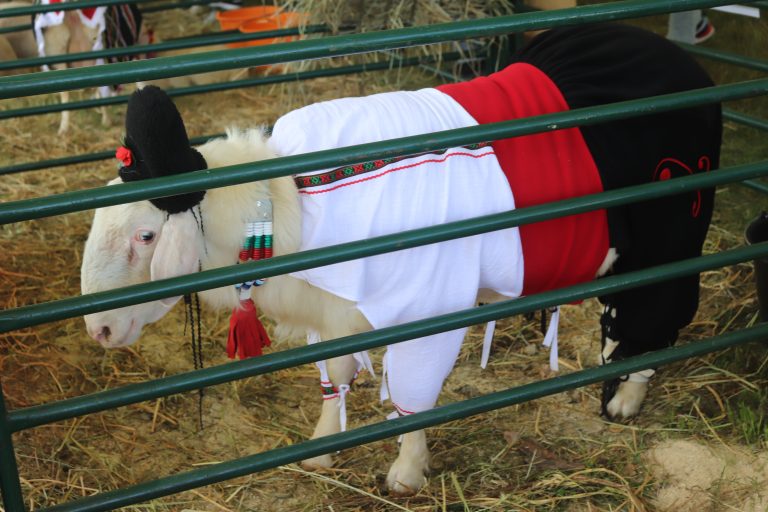 Един тон агнешка курбан чорба  изядоха на Събора на овцевъдите