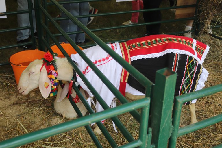 Един тон агнешка курбан чорба  изядоха на Събора на овцевъдите