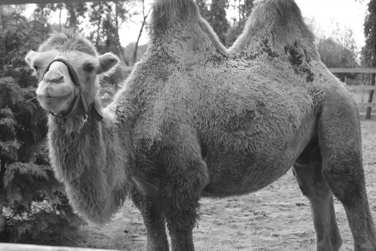 Горещи новини | Почина камилата Дарко  от зоокъта в Павликени