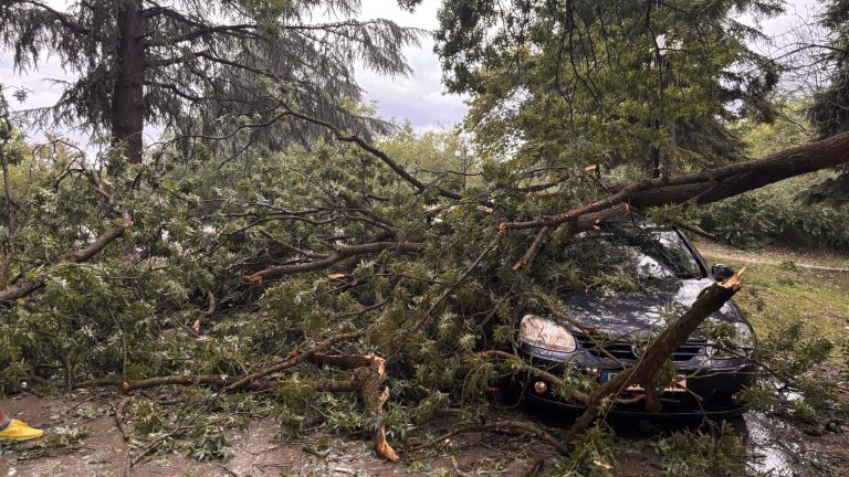 Горещи новини | Дърво се стовари върху  кола във Велико Търново