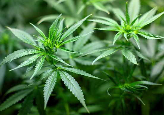 Общество | Откриха канабис  в дома на немец