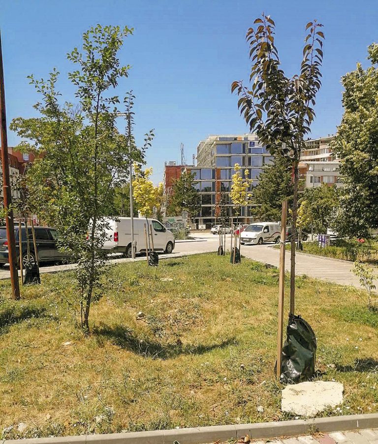 Община В. Търново тества иновативно напояване за дърветата в градска среда